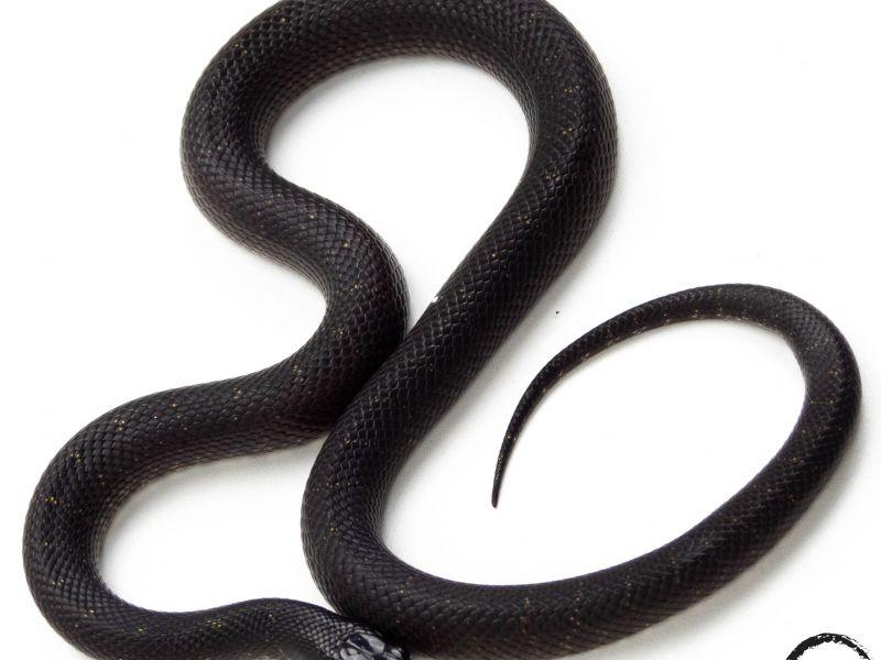 Image of Kingsnake