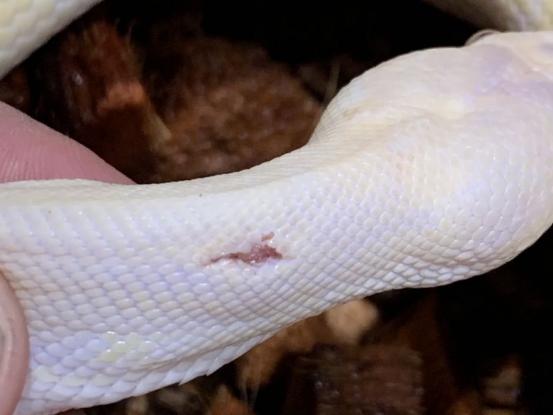 Image of Lavender Albino Pinstripe Pastel