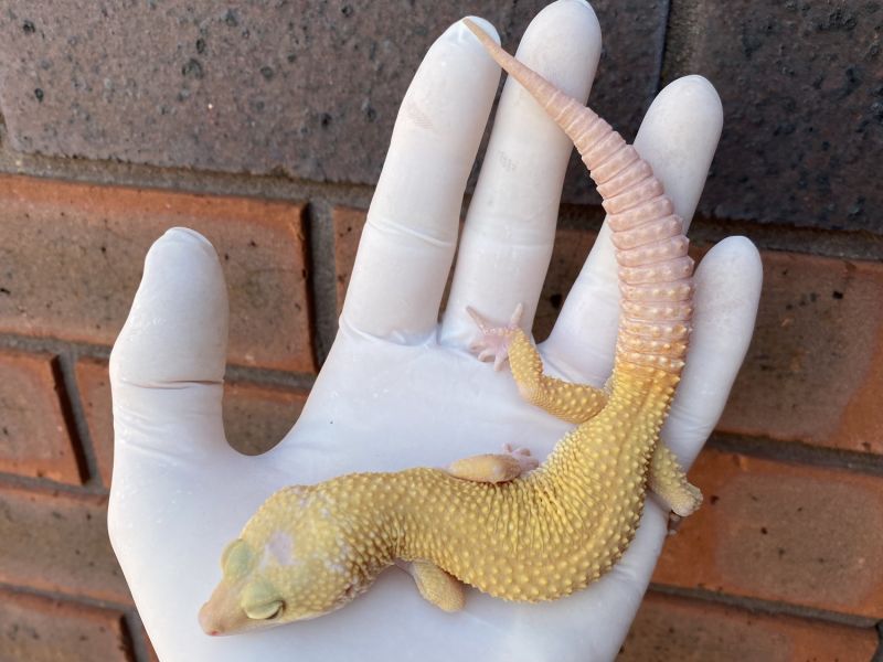 Image of Albino Murphy’s Patternless (Tremper)