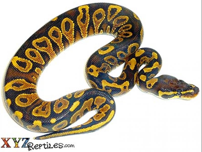 Image of Baby Yellow Belly Ball Python