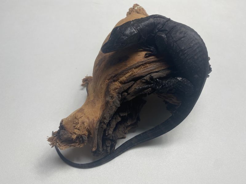 Image of Male Black Dragon 13inch 8.29.21