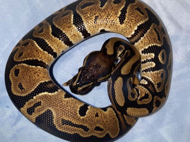 Image of Normal Het Ghost