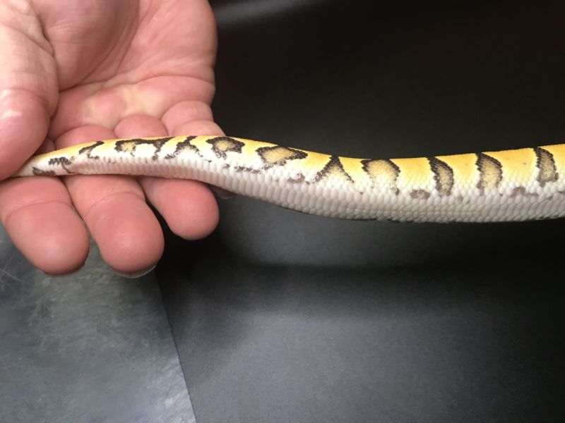 Image of Pastel Redstripe Lace Het Clown