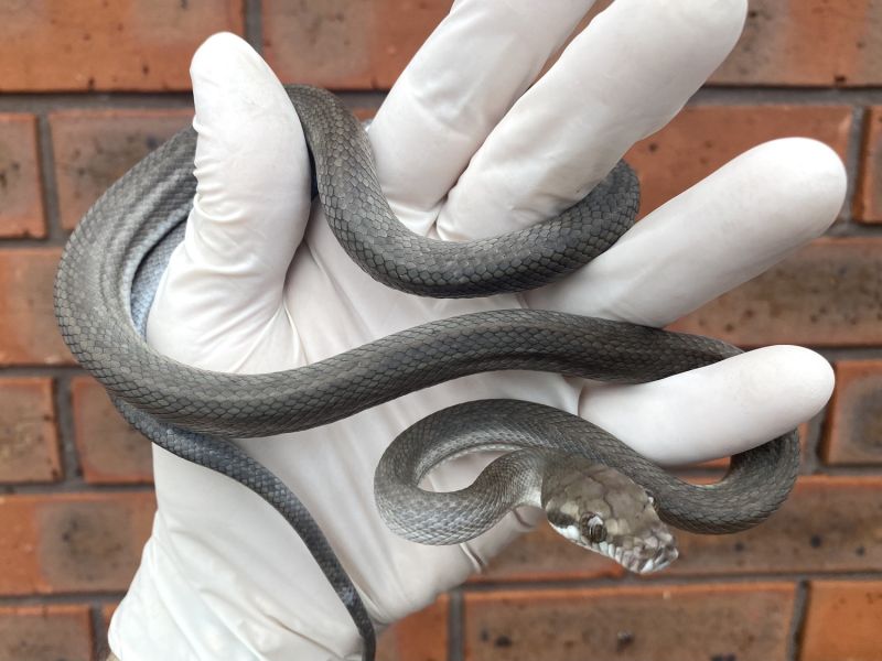 Image of Patternless Silver