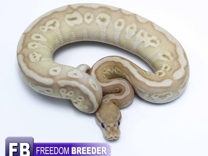 Image of Coral Glow Soul Sucker Poss Yellowbelly