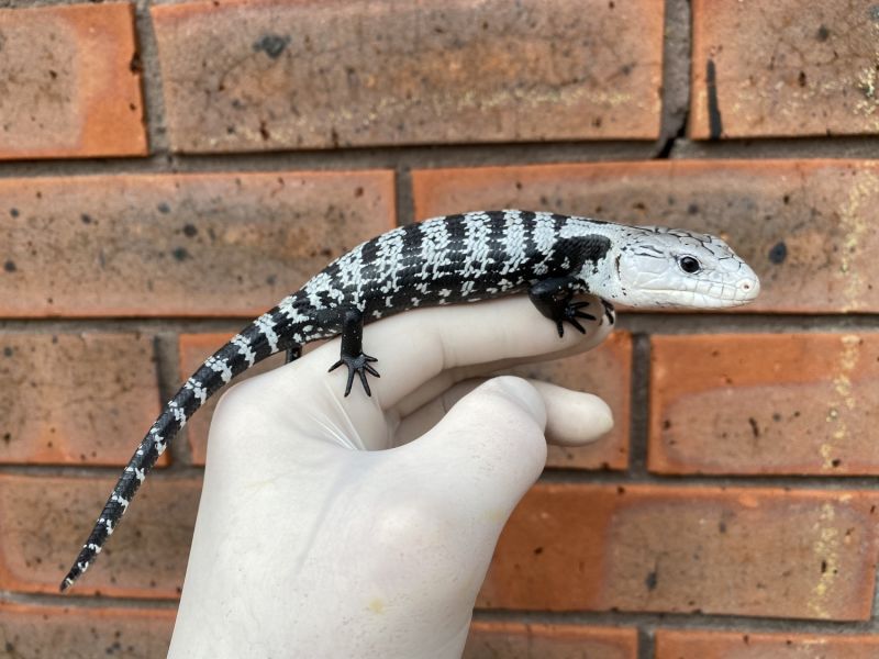 Image of Axanthic Halmahera
