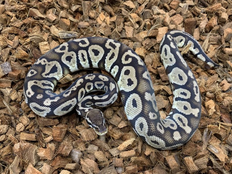 Image of Pastel Black Lace Poss. Mystic