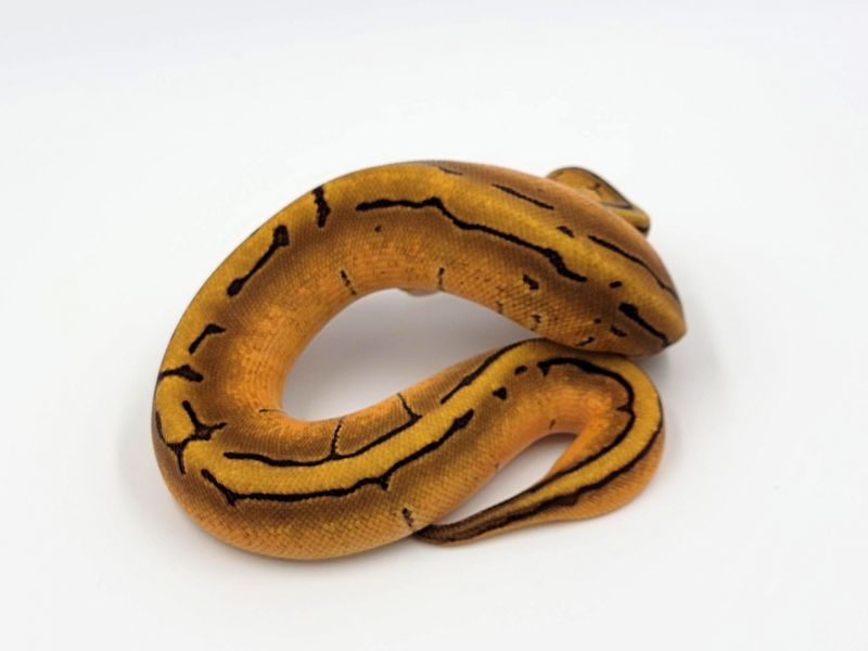 Image of Enchi Pinstripe Yellowbelly/Specter Pos Fire