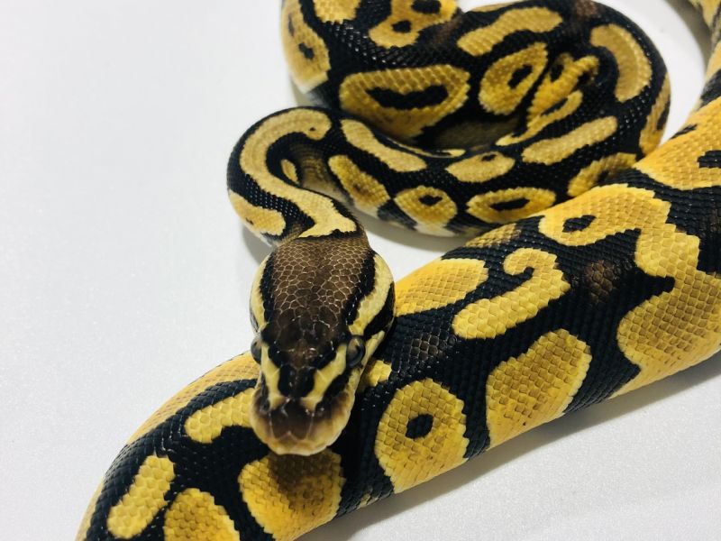 Image of Pastel Lace Het Clown