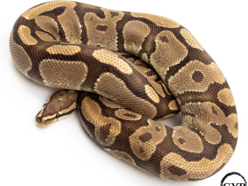 Image of Fire Ball Python