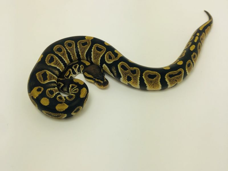 Image of Chocolate Het Clown