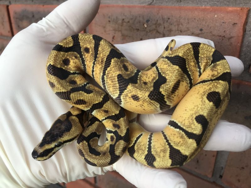Image of Super Enchi 50% Poss Het Hypo Pied (Orange Ghost)