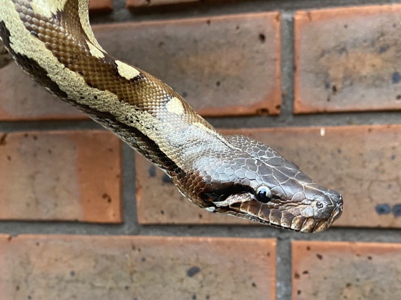 Image of Matrix (P. Brongersmai) 100% T- Albino