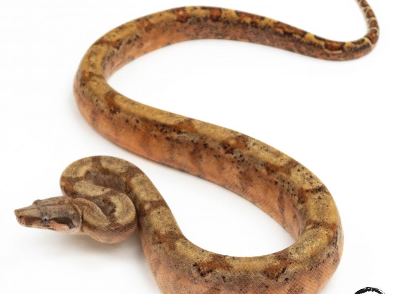 Image of Hog Island het Blood