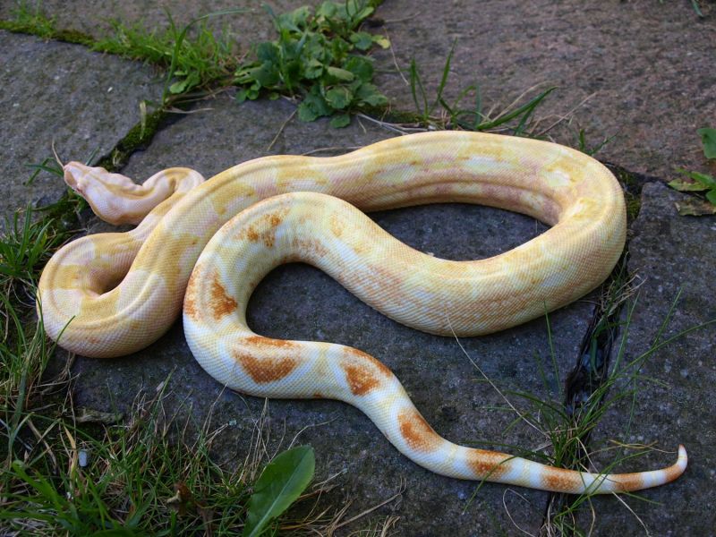 Image of Purple Sharp Albino