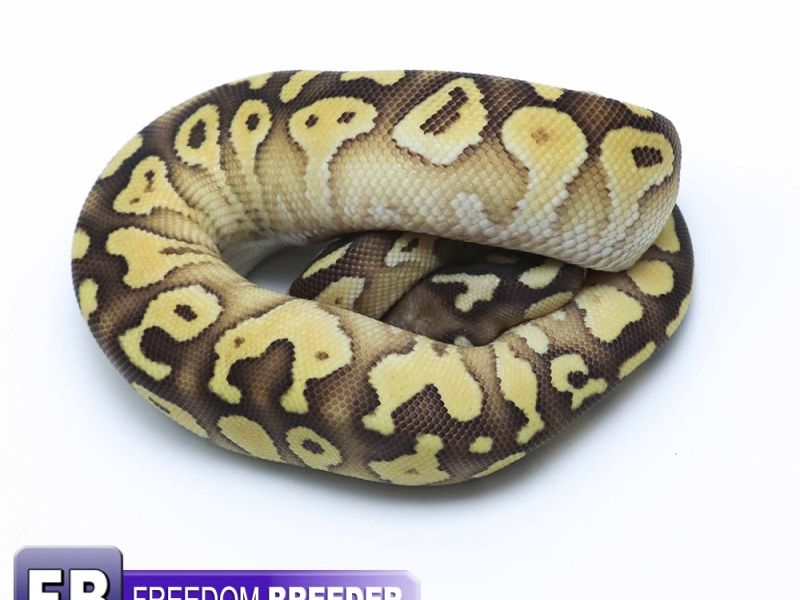 Image of Pastel Lesser Gravel