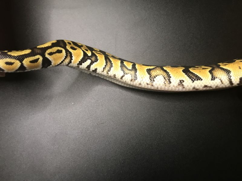 Image of Pastel Lace Het Clown