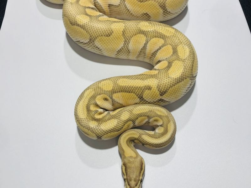 Image of Pastel Enchi Butter Ghost