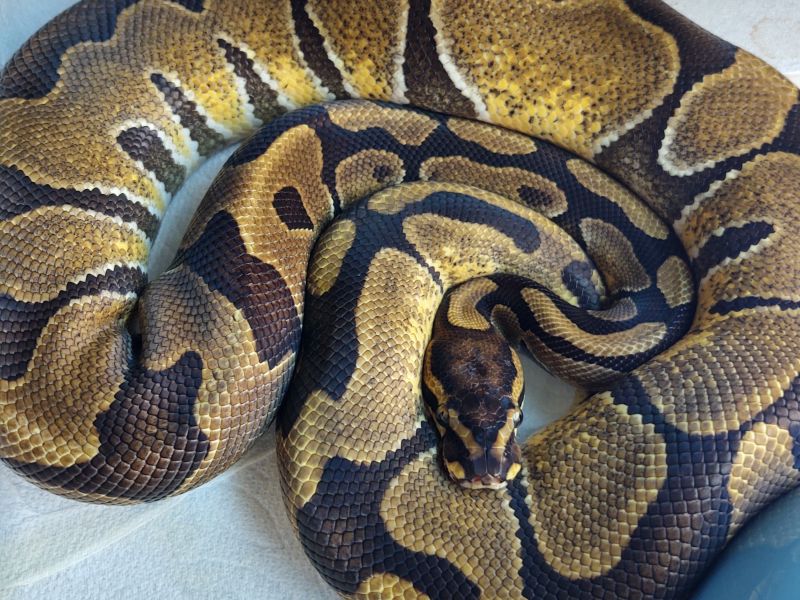 Image of Enchi het Hypo het Desert Ghost