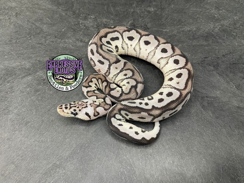Image of Pastel VPI Axanthic Clown