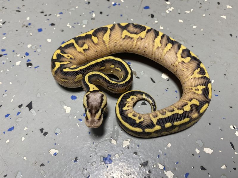 Image of Female Pastel Super Gravel 9.8.21