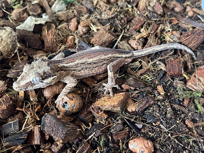 Image of $200 shipped. Striped Gargoyle Gecko