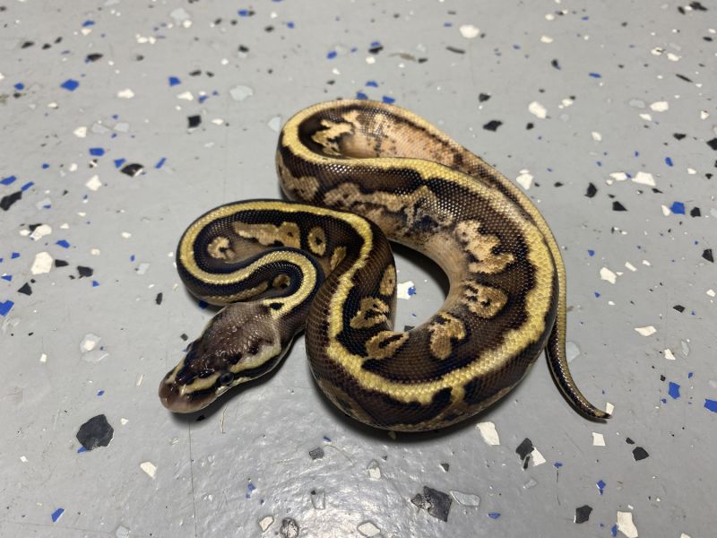 Image of Male Pastel Leopard Calico 66% Possible Het Pied 9.8.21