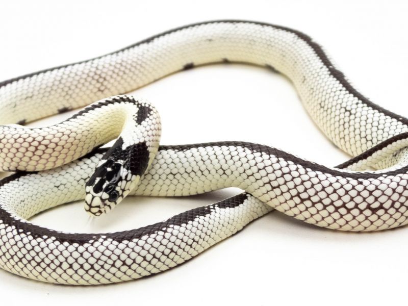 Image of California Kingsnake