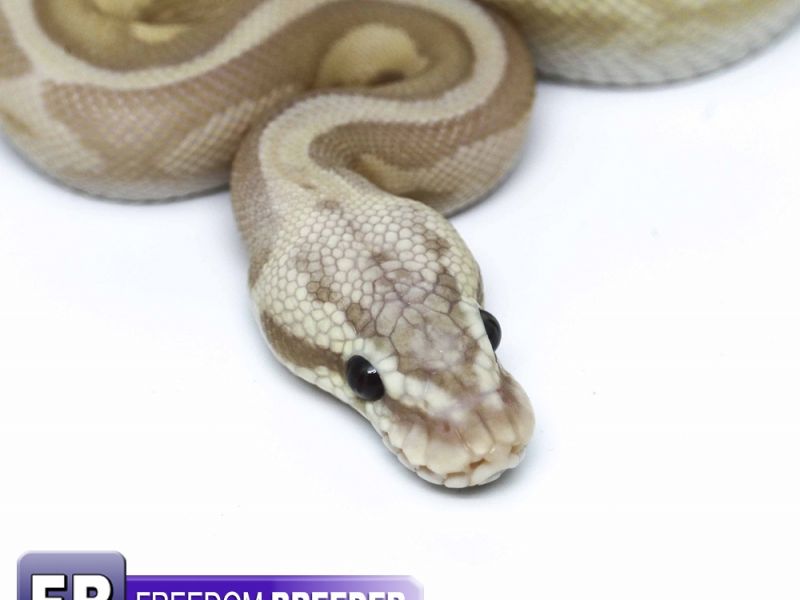 Image of FireFly Leopard Coral Glow Poss. Special