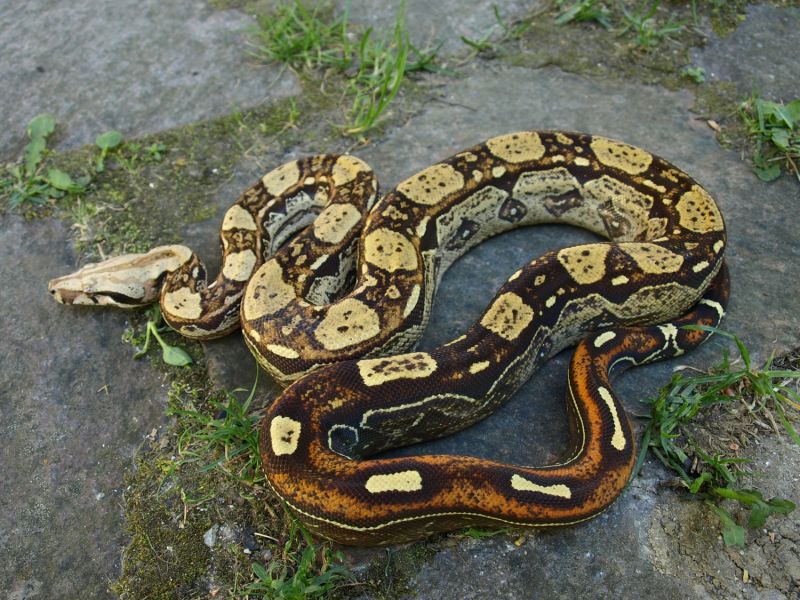 Image of Keltic Paradigm