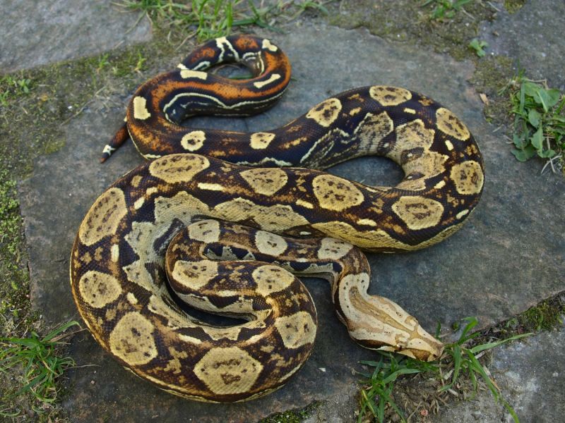 Image of Keltic Paradigm