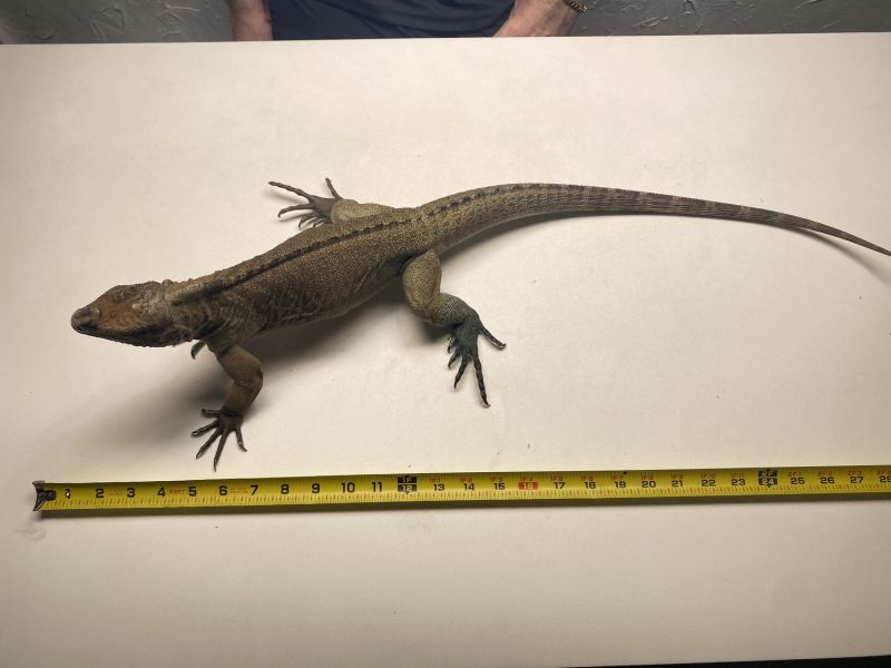 Image of Adult Male Rhino 32inch 6.27.21