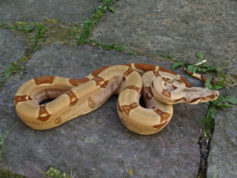 Image of 1,1 Hypo DH Sterling VPI T+ Albino / DH Sterling VPI T+ Albino
