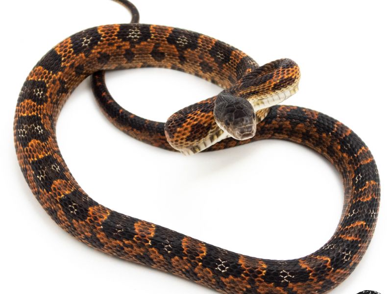 Image of Western Rat Snake