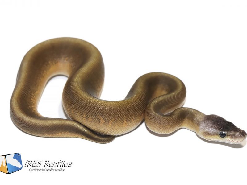 Image of Pastel Moray Stranger
