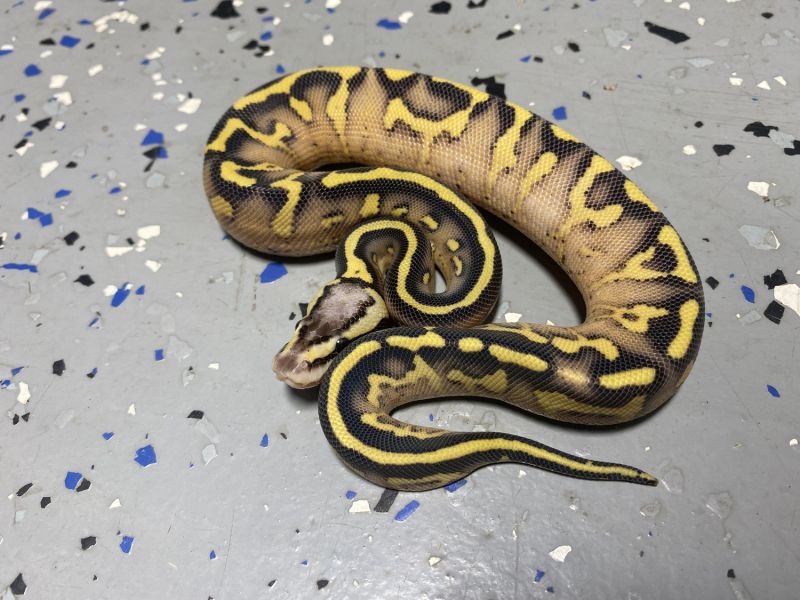 Image of Female Pastel Super Gravel 9.8.21