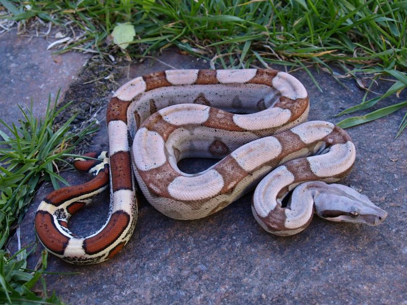 Image of RLT Jungle 66% Het VPI T+ Albino
