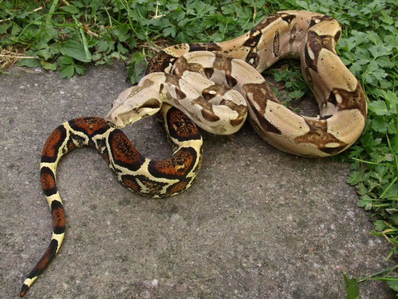Image of 1,1 DH Sterling Sharp Albino