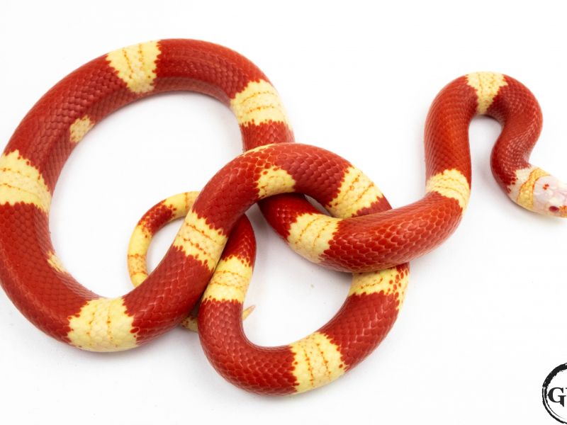 Image of Albino Nelson's Milksnake