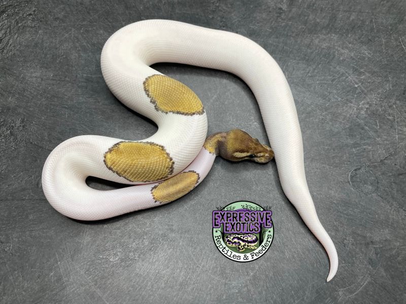 Image of Mojave Piebald 100% dbl het VPI Axanthic / Desert Ghost 50% het Cryptic
